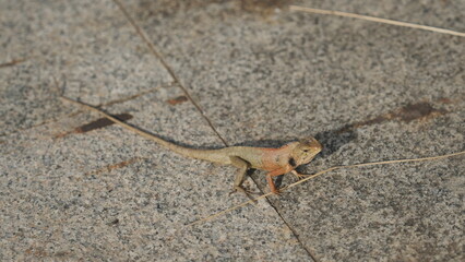 lizard on a stone