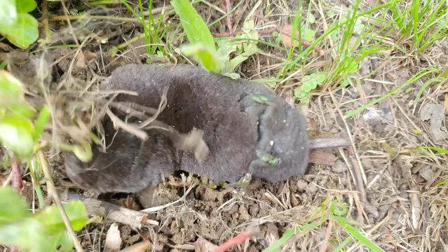 Talpa europaea aka European Mole is digging hole. Main enemy of every gardener in Czech republic. 