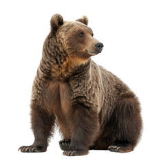 Obraz premium brown bear isolated on white