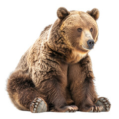 brown bear isolated on white