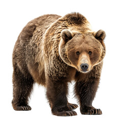 Obraz premium brown bear isolated on white