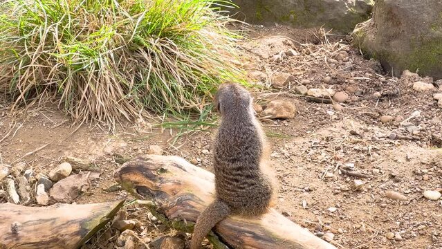 Suricate qui regarde autour de lui