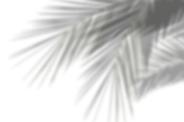 Realistic tropical shadow of palm branch overlay effect on transparent background. blur background concepts summer black and white. Nature decoration summer design elements	
