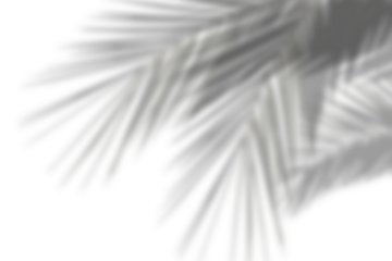Realistic tropical shadow of palm branch overlay effect on transparent background. blur background concepts summer black and white. Nature decoration summer design elements	
