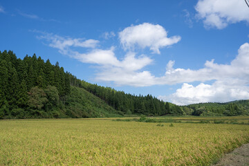 Obraz premium 収穫を待つ黄金色の稲穂(秋田県、男鹿半島)