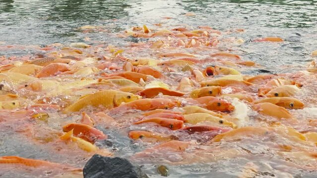 lots of yellow, white and black goldfish and tilapia gather to look for food in the pond