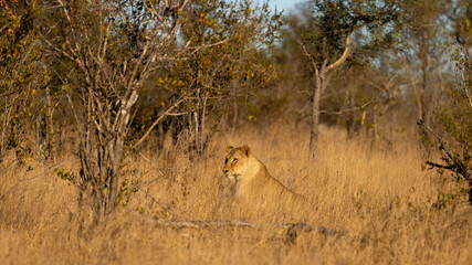 a lioness in early morning golden light