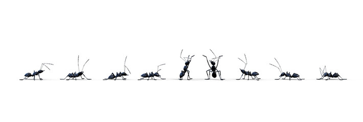 groupe de fourmis isolé sur fond transparent - vu de côté © Fox_Dsign
