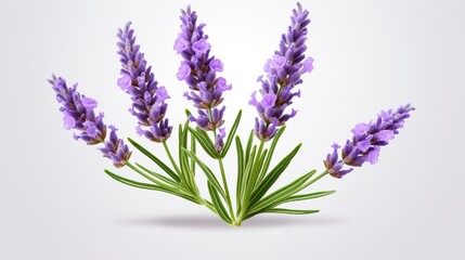 Obraz premium bunch of lavender