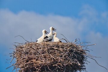Młode bociany na gnieździe w miesiącu czerwcu © KoLesfot