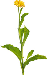 Side view of Pot Marigold plant with yellow flower