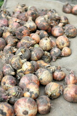 Fresh onion harvest, natural background.