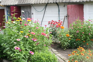 Flowers in the country yard, natural background.