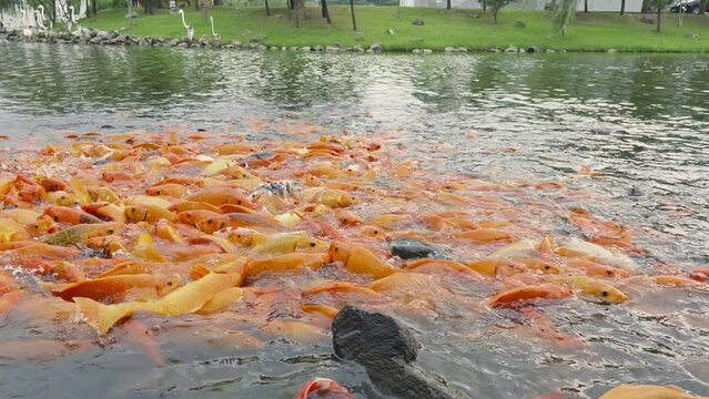 lots of yellow, white and black goldfish and tilapia gather to look for food in the pond