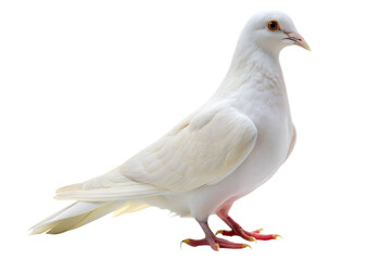 Naklejka premium white pigeon isolated on transparent background.