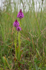 Fototapeta premium Anacamptis pyramidalis - Pyramidal Orchid - Orchis pyramidal