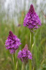 Anacamptis pyramidalis - Pyramidal Orchid - Orchis pyramidal