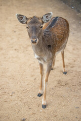Close up of brown reddish female deer with beautiful eyes, long eye lashes and big ears, blurry background