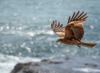 A majestic bird of prey with outstretched wings soars gracefully over a sparkling body of water, showcasing its powerful feathers and keen focus in mid-flight.