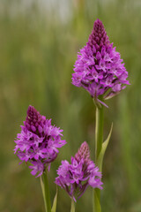 Anacamptis pyramidalis - Pyramidal Orchid - Orchis pyramidal
