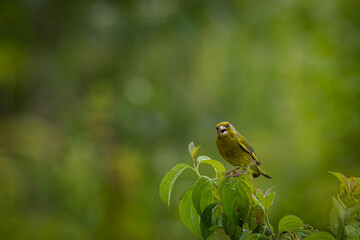 A male European greenfinch sits atop a green bush and sings its song toward the camera lens with a green background.