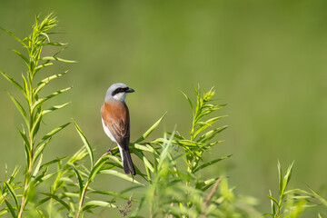  A male Red-backed shrike sits atop the green plant and looks perpendicular to the camera lens with the green background and copyspace on a sunny summer evening.