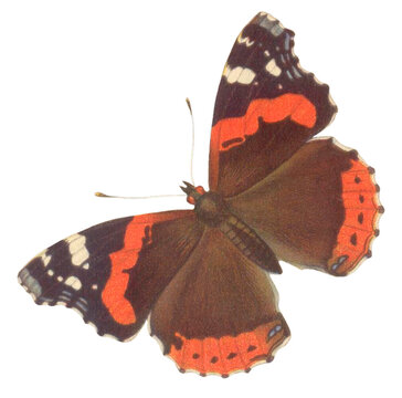 Vintage Illustration Of A Butterfly With Transparent Background, Colorful Butterfly With Open Wings, Macro