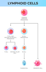 Naklejka premium Scheme of immune system cells. Lymphoid system cells