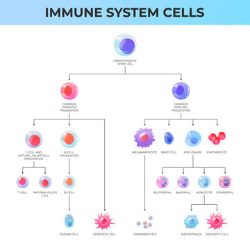 Scheme of immune system cells. Lymphoid system and myeloid system 