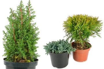 thuja and juniper in flower pots isolated on white background