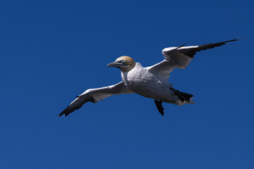 Gannet in flight