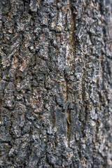 Close up of rough bark texture