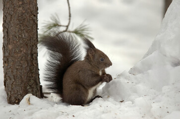 Ecureuil roux, hiver; neige Sciurus vulgaris