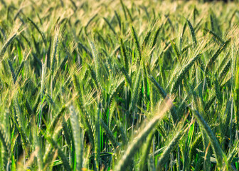 Ripening rye in the field on a sunny day, Poland.