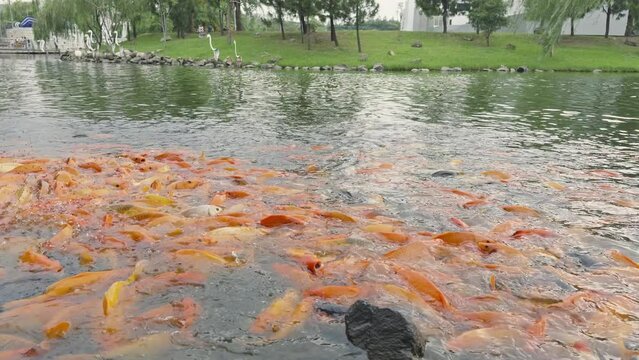 lots of yellow, white and black goldfish and tilapia gather to look for food in the pond