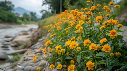 Obraz premium A typical scene in the Thai countryside, close-up of a large number of little yellow flowers in full bloom growing next to a concrete walkway on the side of a road on the bank of a rocky river.