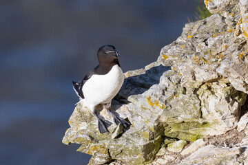 Razorbill on the cliffs