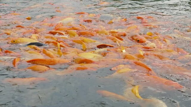 lots of yellow, white and black goldfish and tilapia gather to look for food in the pond