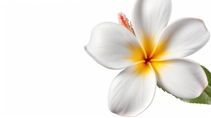 Fototapeta premium white frangipani flower