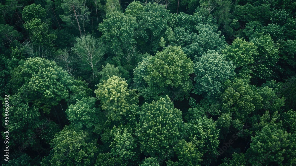Poster background image of sunlight filtering through a dense green forest. aigt2.
