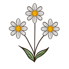 Bouquet de marguerite