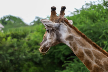 Close up head giraffe in the garden