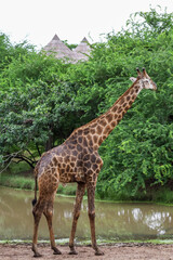 The giraff in the garden at nature sawana grass