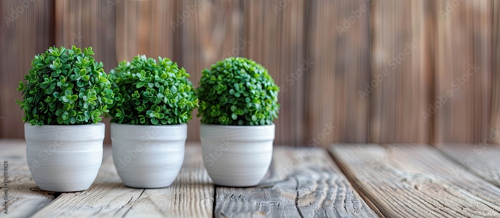 Leinwandbilder artificial trees, green shrubs in small white pots placed on the old brown wooden floors. with copy 