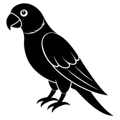 black and white parrot