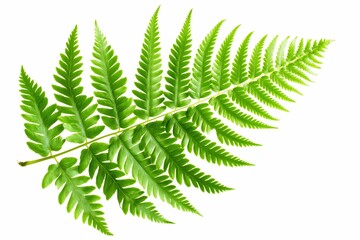 Green Fern Leaves