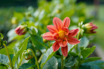 Reddish, orange, dahlia plant blooming in an outdoor garden space.