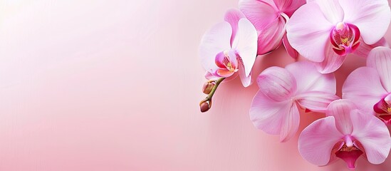 Pink orchid flower. Greeting background. with copy space image. Place for adding text or design