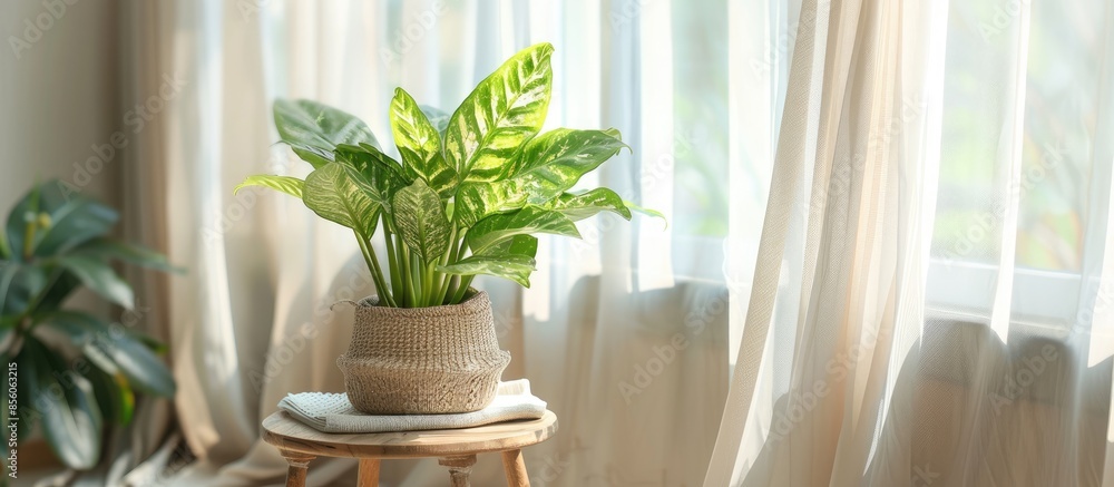 Aufkleber dieffenbachia plant in a pot on a stool by the window. retro interior in light colors. background wi