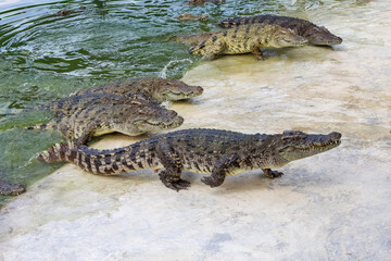 The salt crocodile swimming on the river near canal